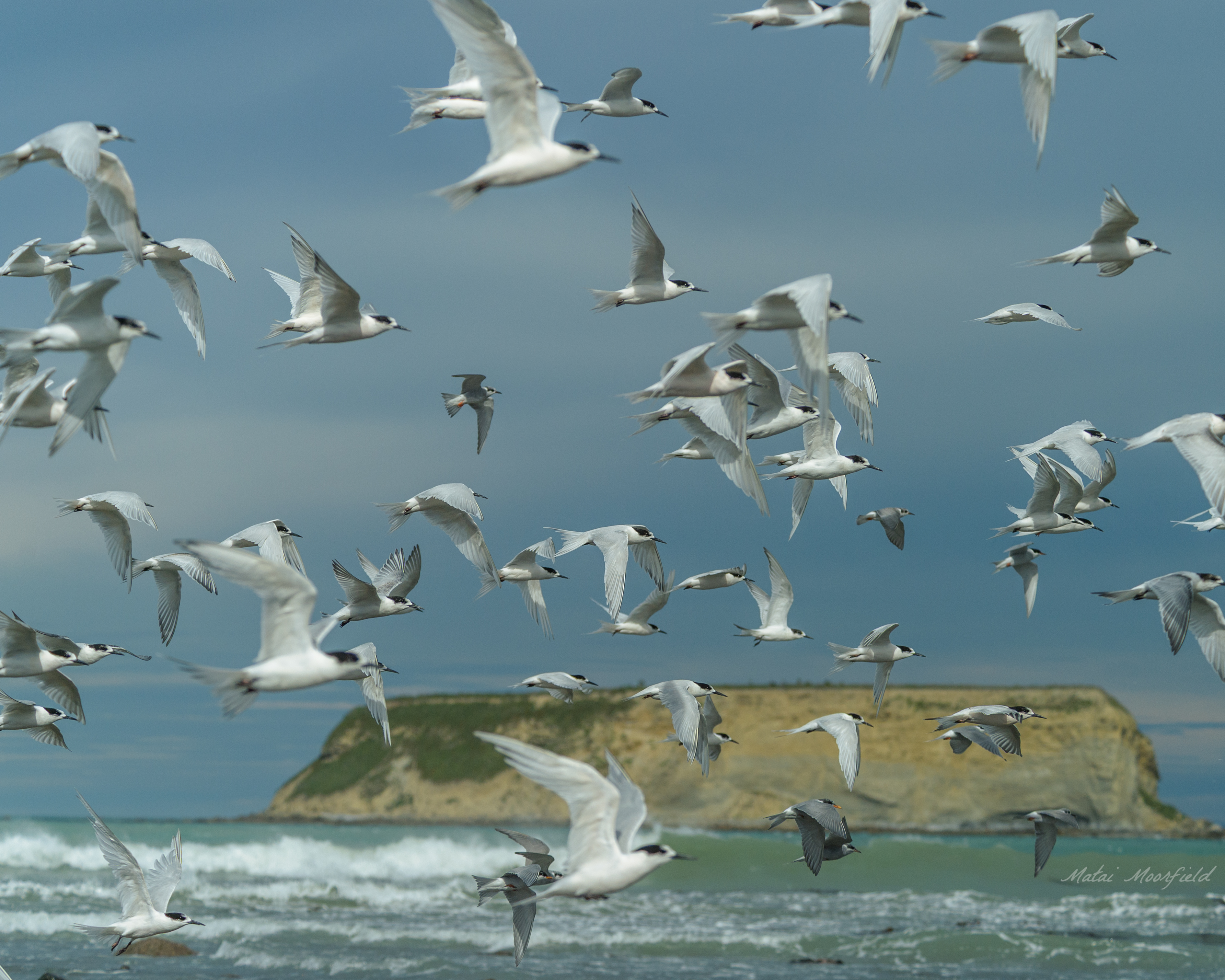 white fronted terns new zealand in flight bird photo white fronted terns new zealand in flight bird photo